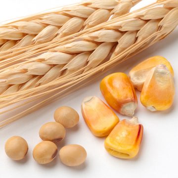 Wheat, Field Corn & Soybeans